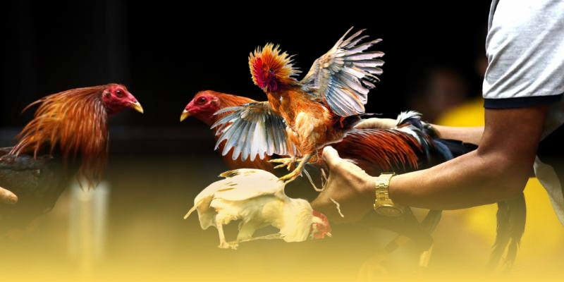 Top Vảy Gà Quý Thần Kê Mà Anh Em Nên Biết Khi Cá Cược