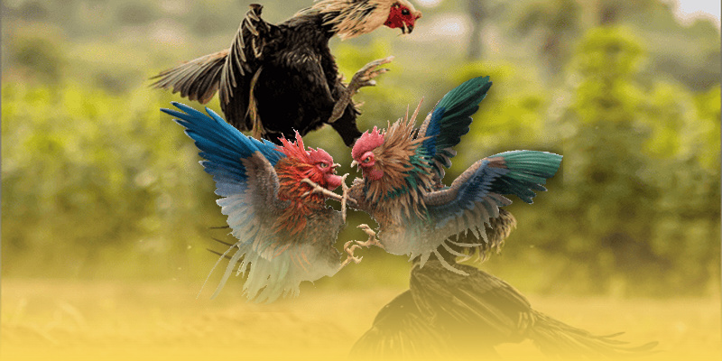 Giới thiệu về vảy gà quý