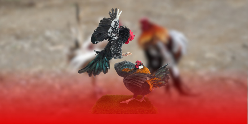 Khuyến mãi hấp dẫn với bảo hiểm thua cược