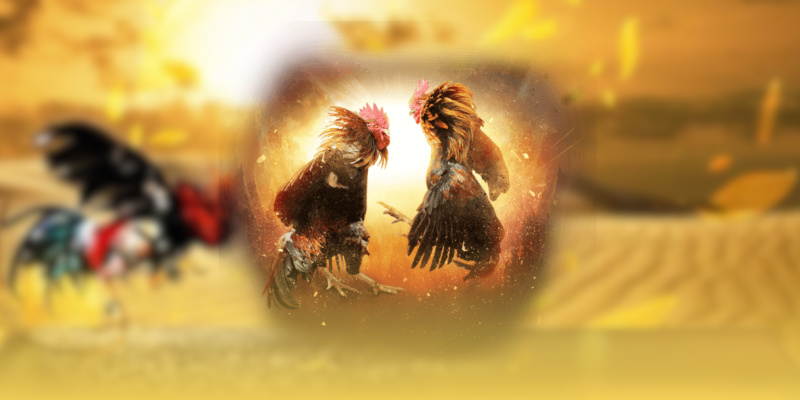 Hình thức đá gà Thomo cựa dao hấp dẫn trên hệ thống