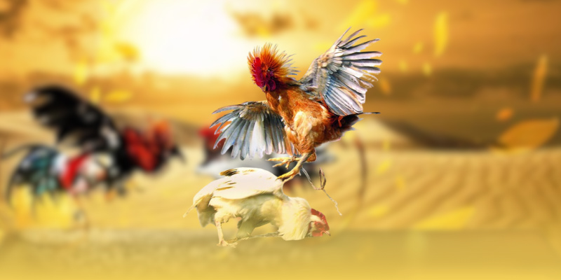 Đá gà Thomo SV388 – Sảnh giải trí chiến kê đỉnh cao 2025