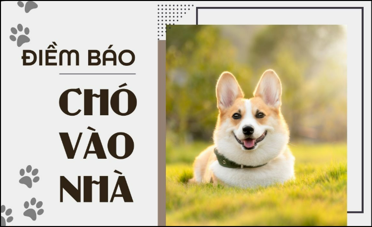 Phân tích các con số liên quan đến giấc mơ nằm mơ thấy chó vào nhà