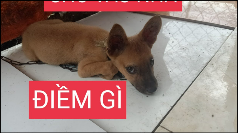 Nằm mơ thấy chó vào nhà