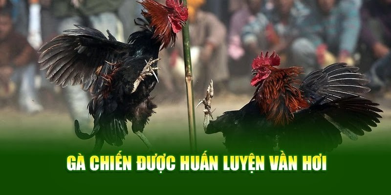 Gà chiến được huấn luyện vần hơi