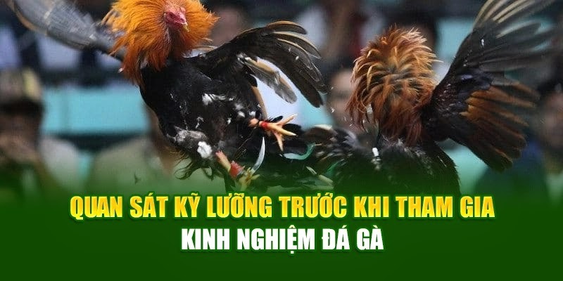 Quan sát kỹ lưỡng trước khi tham gia – Kinh nghiệm đá gà God88 